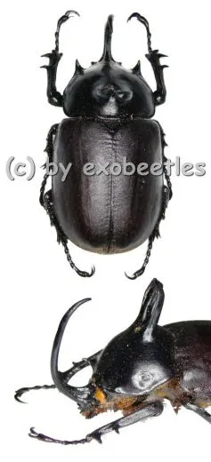 Eupatorus birmanicus ( 55 – 59 )