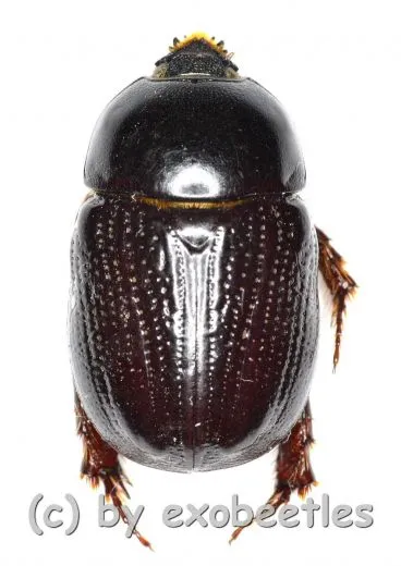 Pentodontini spec. #4 ( 15 - 19 )
