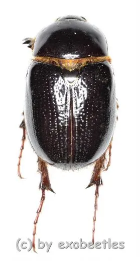 Pentodontini spec. #5 ( 15 - 19 )