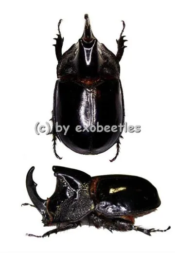 Trichogomphus lunicollis alcides ( 40 – 44 ) A2