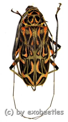 Acrocinus longimanus ( 60 – 64 ) A1-