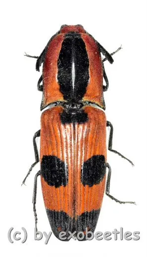 Abiphis insignis ( 20 – 24 )