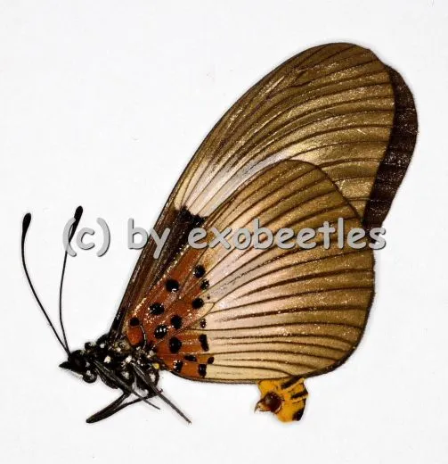 Acraea alcinoe