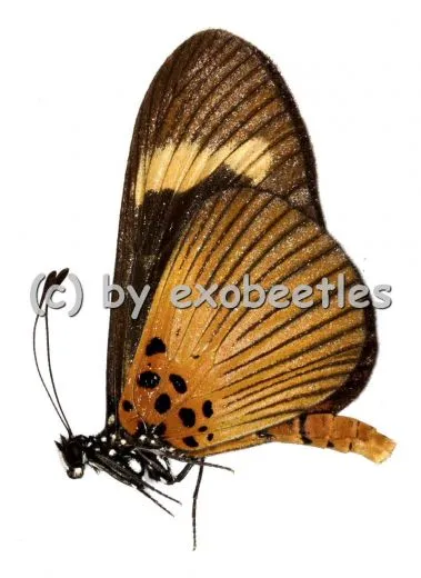 Acraea epaea
