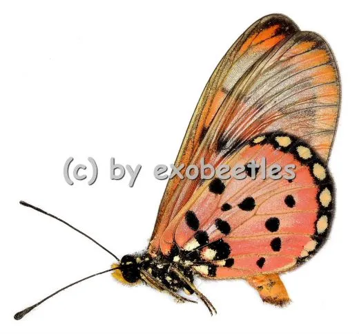 Acraea neobule