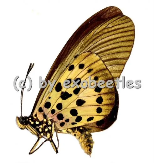 Acraea rogersi A2