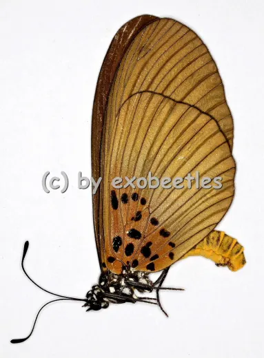 Acraea umbra
