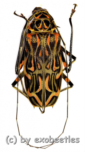 Acrocinus longimanus ( Harlekinbockkäfer ) ( 50 – 54 )