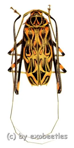 Acrocinus longimanus ( Harlekinbockkäfer ) ( 55 – 59 )