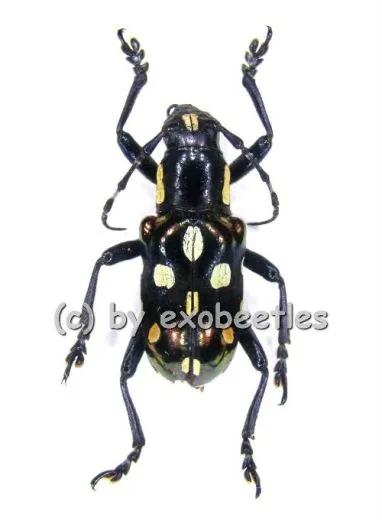 Acronia decimaculata