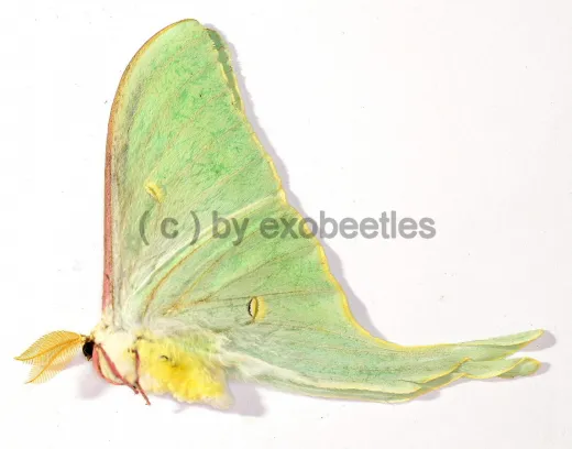 Actias dulcinea A2