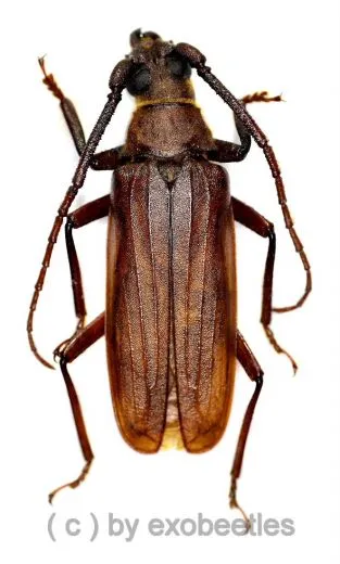 Aegolipton kumei ( 40 – 44 )