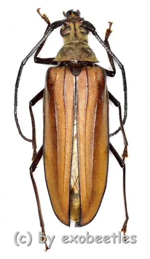 Aegolipton mientrung ( 50 – 54 )