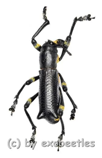 Aegorhinus nodipennis A2