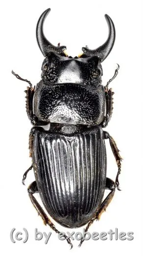 Aegus chelifer tonkinensis ( 20 – 24 )