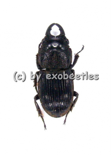 Aegus philippinensis ssp.newtoni