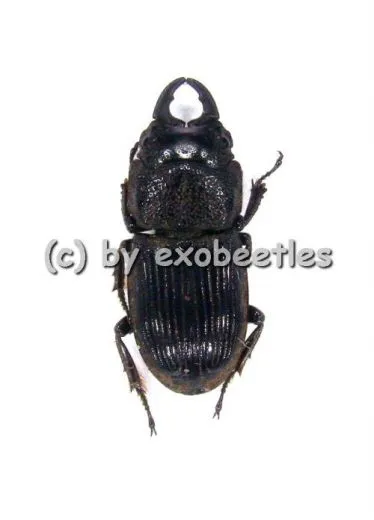 Aegus philippinensis ssp.newtoni