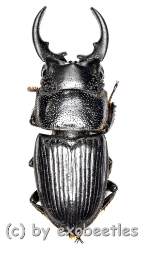 Aegus spec. #3 ( 25 – 29 )