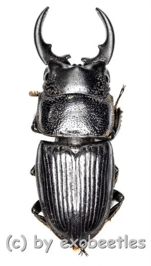 Aegus spec. #3 ( 25 – 29 )