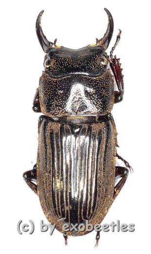 Aegus spec. #4 ( 15 – 19 )