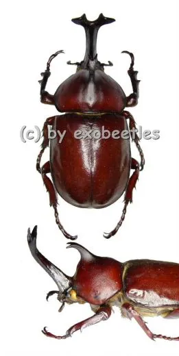 Allomyrina dichotomus tsunobosonus ( 65 – 69 )