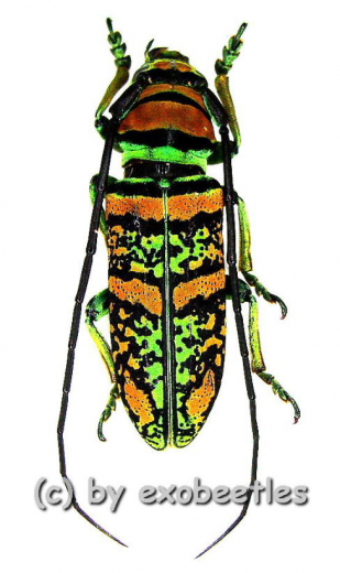Anatragus pulchellus ( 20 – 24 )