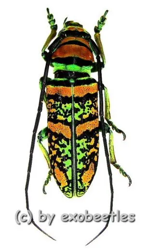 Anatragus pulchellus ( 20 – 24 )