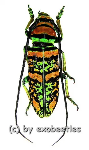 Anatragus pulchellus ( 20 – 24 )