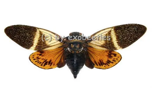 Angamiana floridula ( Spread )