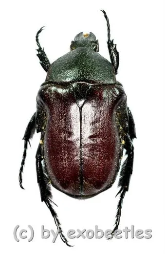 Anochilia scapularis ( 15 – 19 ) A2