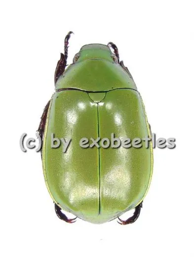 5 x Anomala dimidita