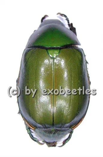 Anomala grandis ( 20 - 29 )