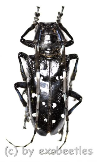 Anoplophora davidis ( 35 – 44 ) A2