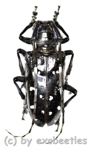 Anoplophora davidis ( 35 – 44 ) A2