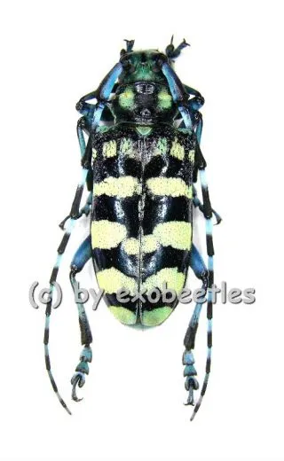 Anoplophora zonatrix