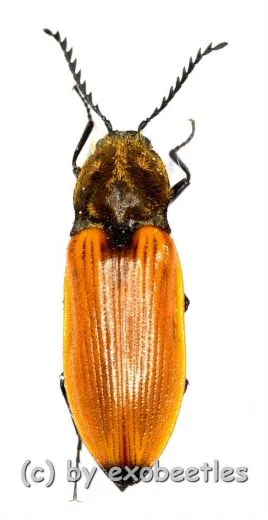 Anostirus castaneus ( 10 – 14 )