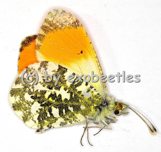Anthocharis cardamines A2