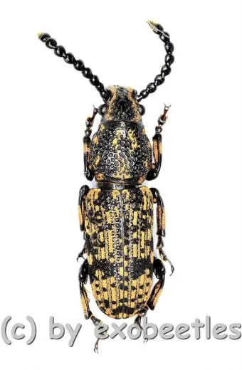 Anthribidae spec. #12 ( 10 – 14 )