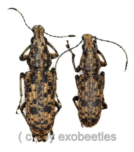 Anthribidae spec. #14 ( M 15 – 19 )