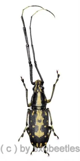 Anthribidae spec. #15 ( 15 – 19 )