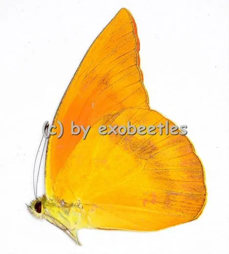 Appias zarinda zarinda