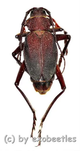 Apterocaulus heterogema germaini ( 30 – 34 )