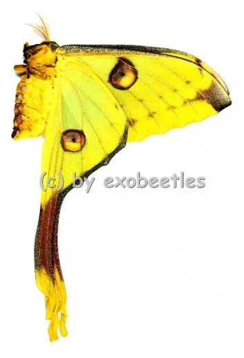 Argema mittrei