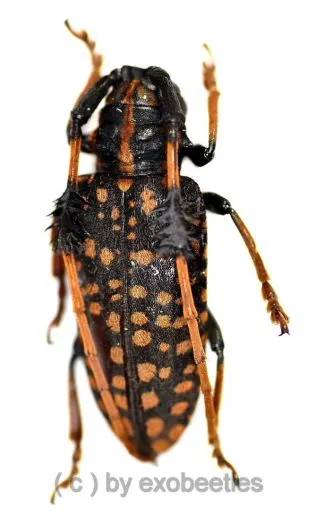 Aristobia approximator ( 25 – 29 )