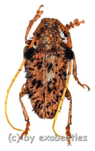 Aristobia horridula ( 25 – 29 ) A1-
