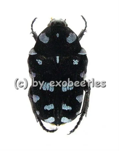 Astraea ( Euglypta ) coeruleosinata