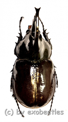 Augosoma centaurus ( 80 – 84 )