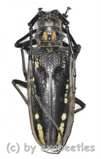Batocera lineolata ( 45 – 49 )
