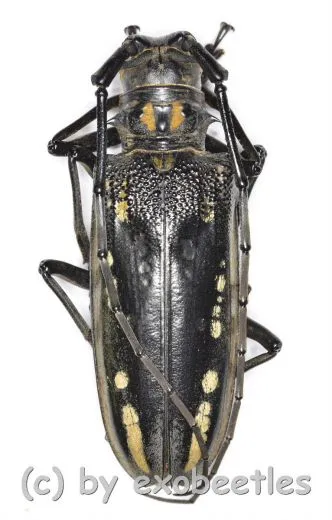 Batocera lineolata ( 45 – 49 )
