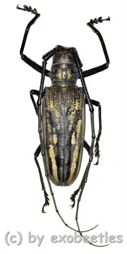 Batocera lineolata ( 50 – 54 )